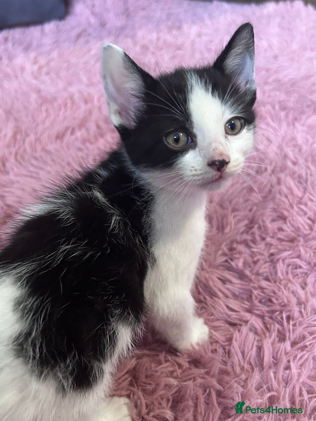 Mixed Breed cats for sale: Beautiful kittens looking for a forever home - Image 1