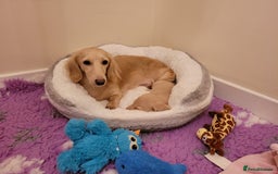 Miniature Dachshund dogs for sale: Beautiful long haired mini dachshunds  in Peterborough - Image 11