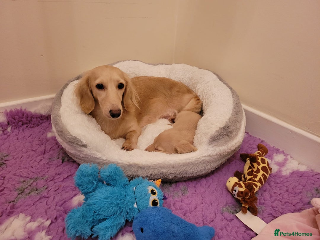 Miniature Dachshund dogs for sale: Beautiful long haired mini dachshunds  in Peterborough - Image 11