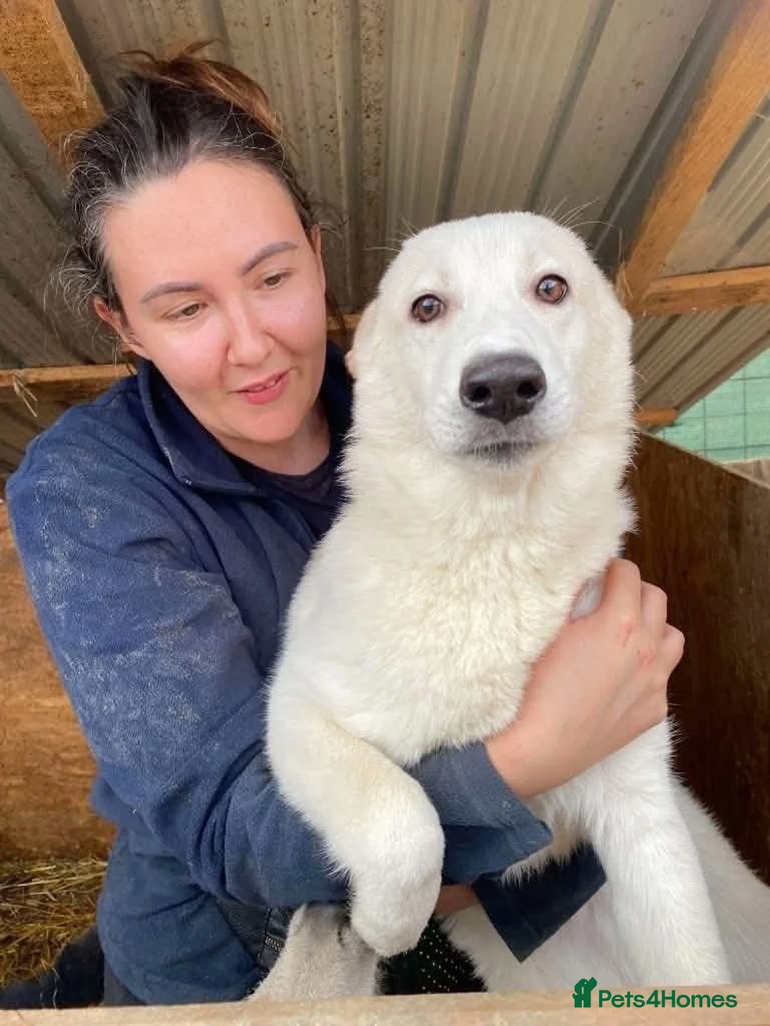 Mixed Breed dogs for adoption: Meet Albie, currently residing in Kent  in Birchington - Advert 6