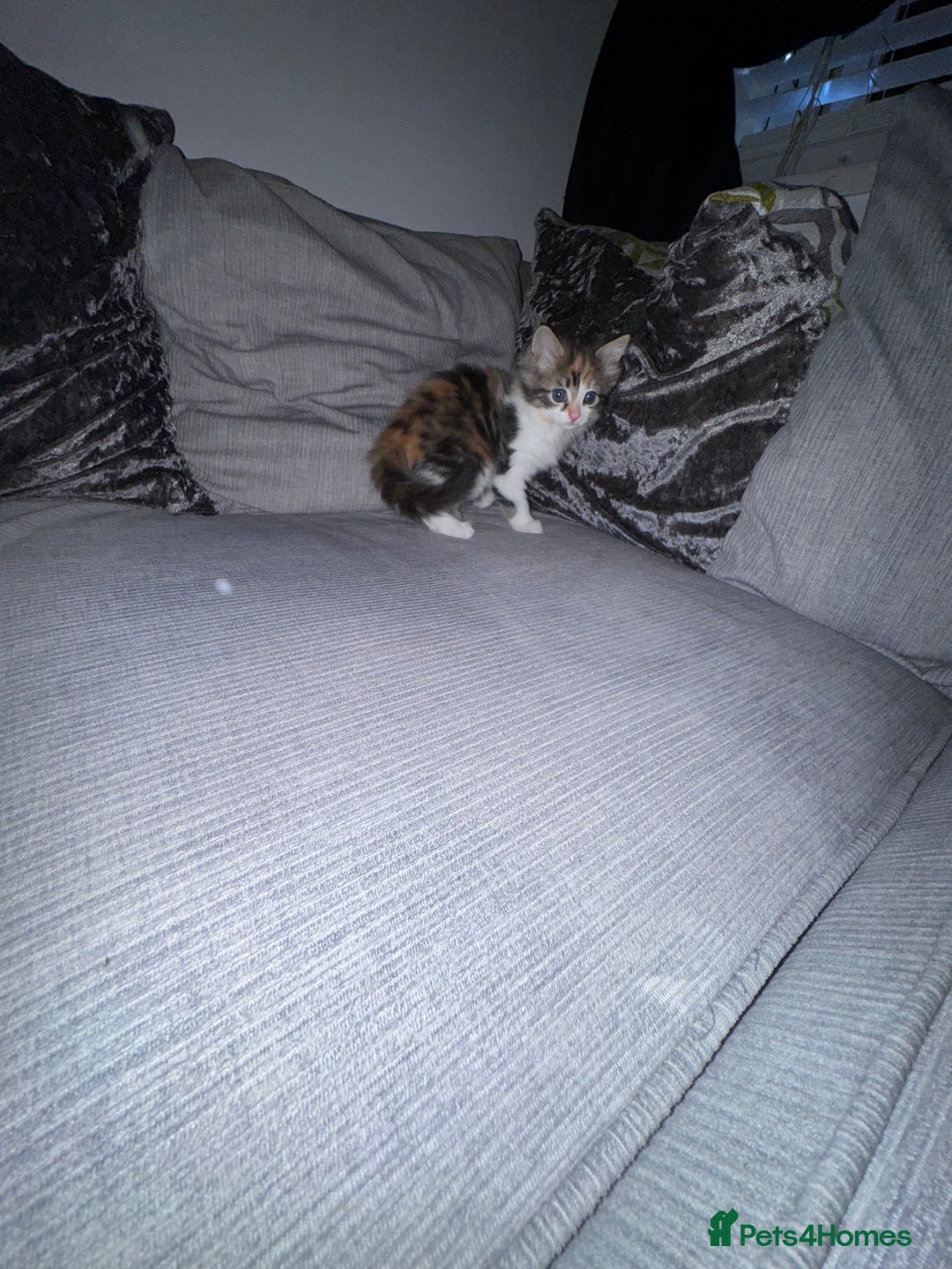 Ragdoll cats for sale: Stunning ragdoll x kittens  - Advert 3