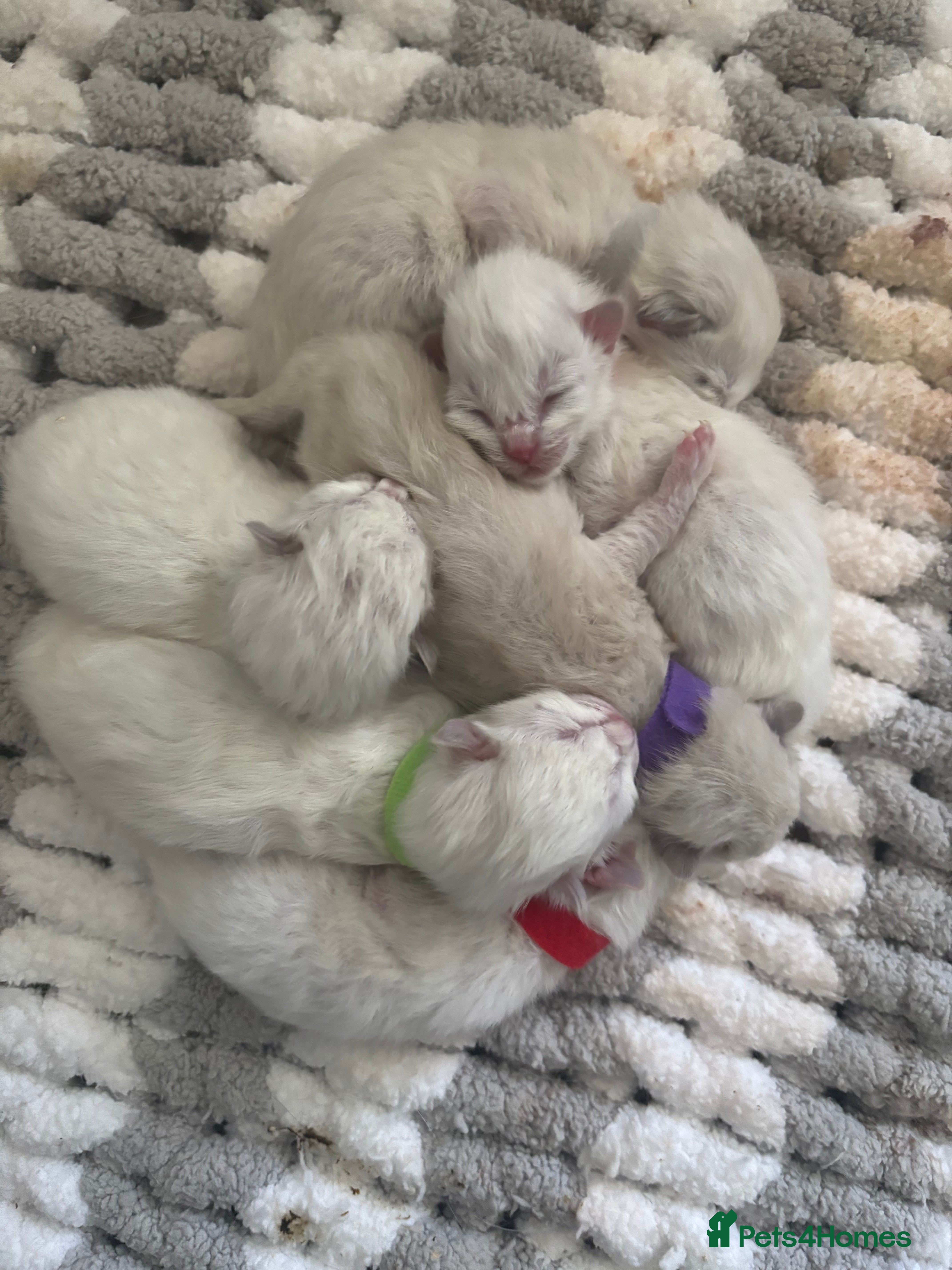 Ragdoll cats Beautiful blue mitted babies available  - Advert 5