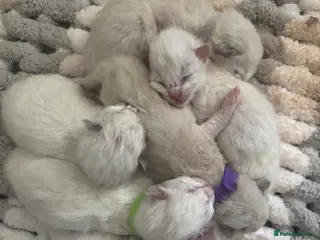 Ragdoll cats Beautiful blue mitted babies available - Advert 5