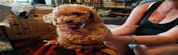 Cavapoo dogs for sale: Gorgeous toy Cava poos ready for their new homes! - Advert 4