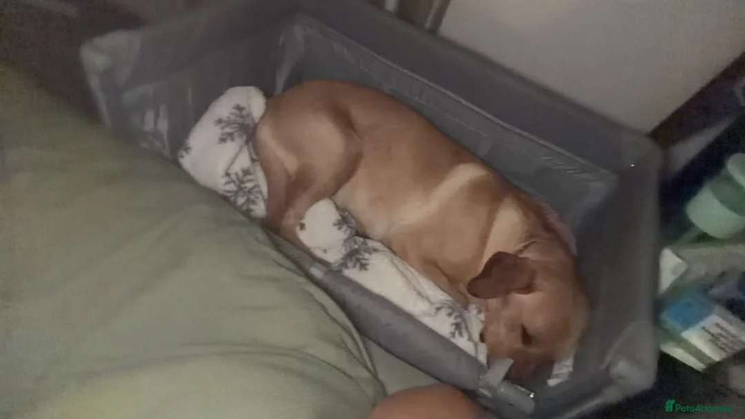 Labrador Retriever dogs for sale: Labrador  in Peterborough - Advert 11