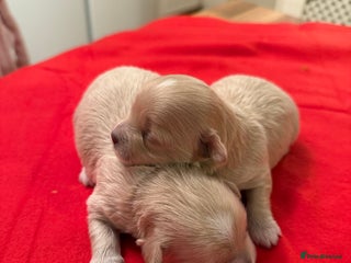 Maltipoo dogs BEAUTIFUL F1 MALTIPOO PUPPIES - Advert 6