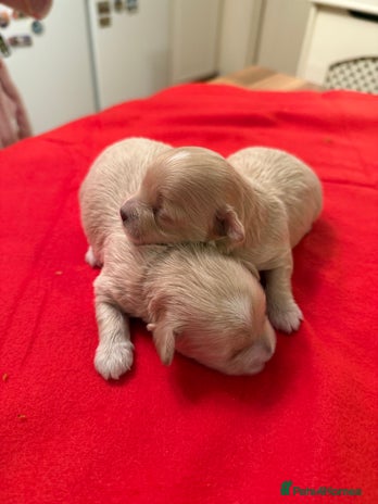 Maltipoo dogs BEAUTIFUL F1 MALTIPOO PUPPIES - Advert 6