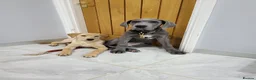 Labrador Retriever dogs for sale: Labrador looking for loving new home - Advert 8