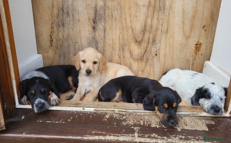 Mixed Breed dogs - Advert 2