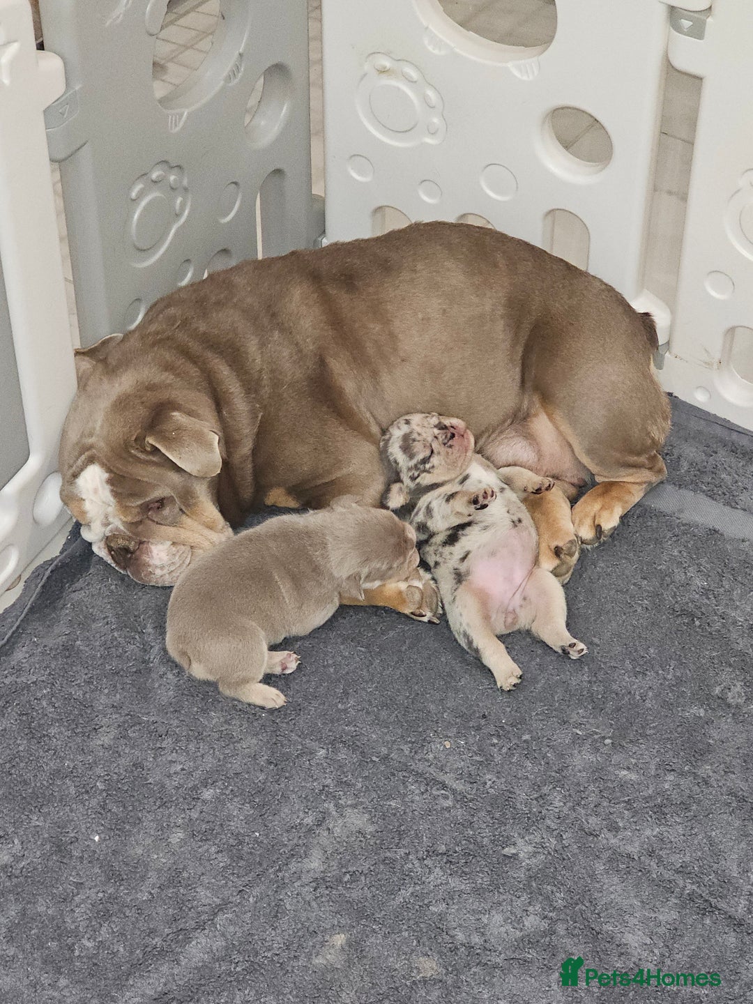 Mixed Breed dogs for sale: Micro exotic,s. - Advert 23