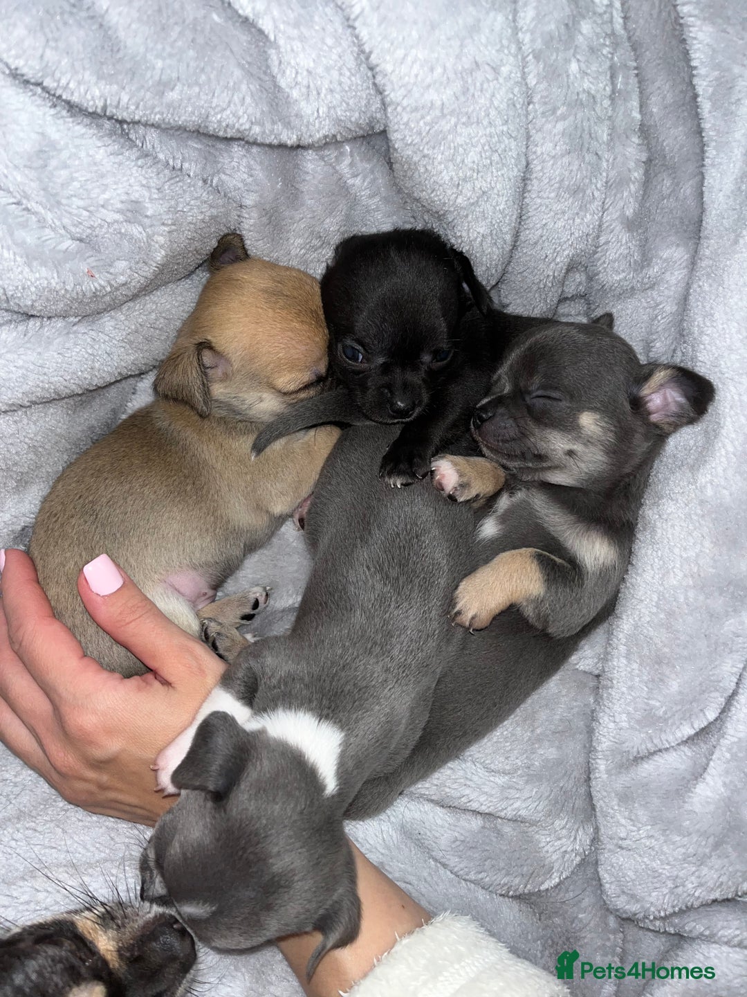 Chihuahua dogs for sale: Pure bred Chihuahua puppies - Image 25