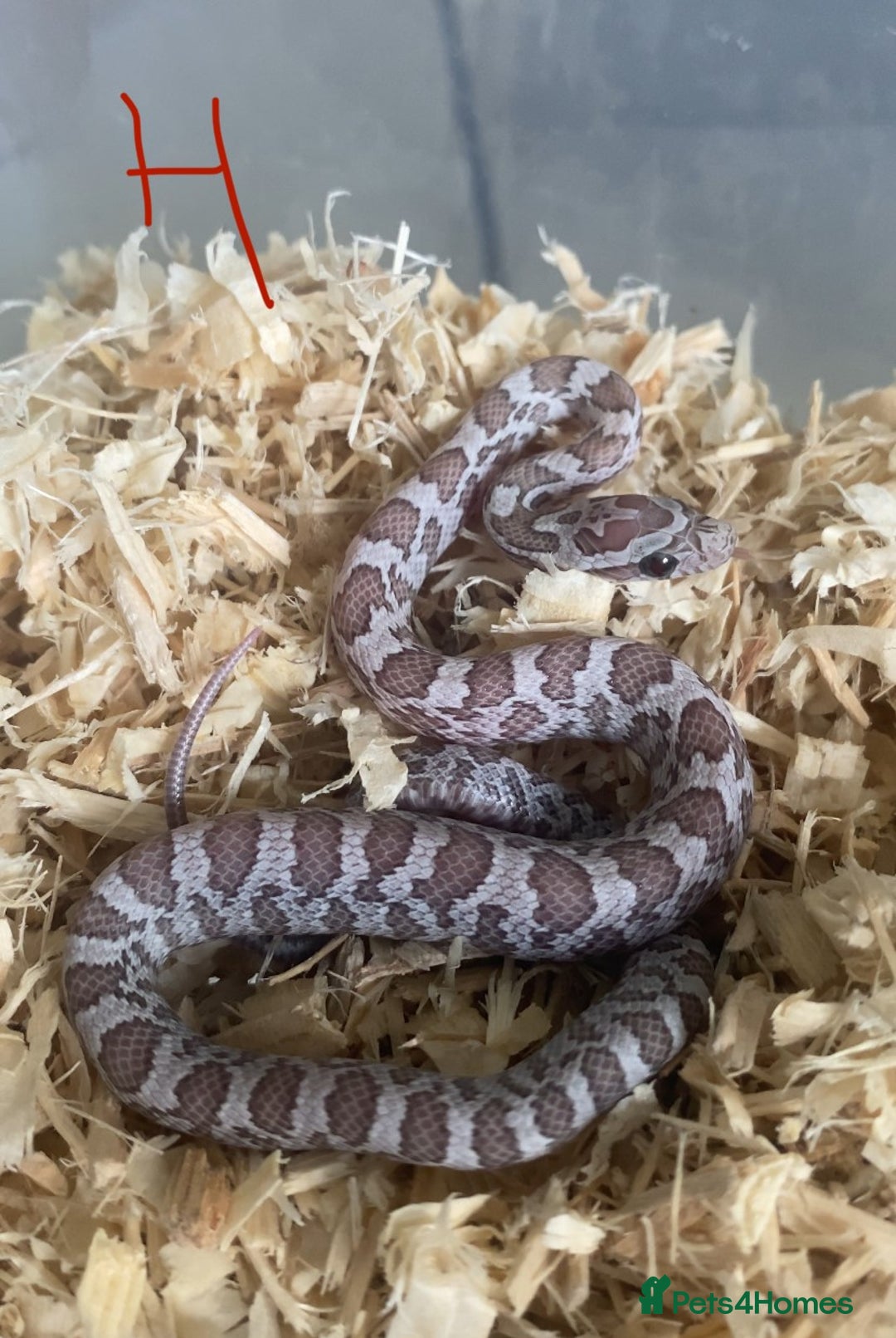 Corn Snake reptiles for sale: Shatter/ Shatter Type Cornsnake Hatchlings - Image 6