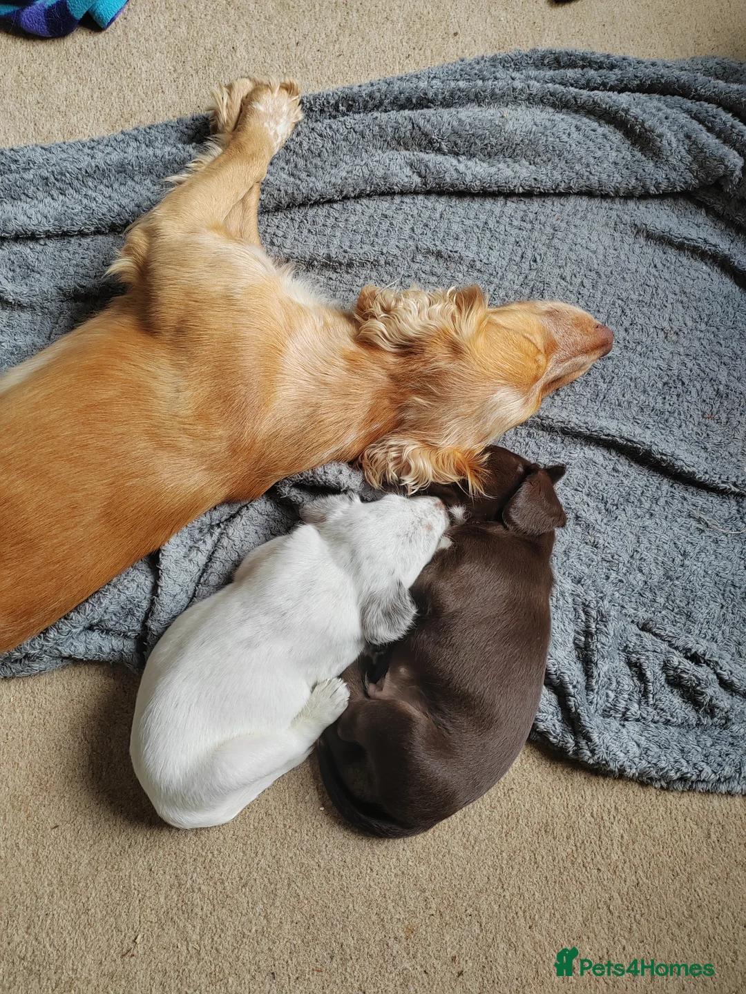 Cocker Spaniel dogs for stud: KC REGISTERED WORKING COCKER SPANIEL FOR STUD in Rhayader - Advert 13