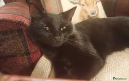 Mixed Breed cats for sale: 6 Lovely and Friendly Cats - Different colours - Advert 23