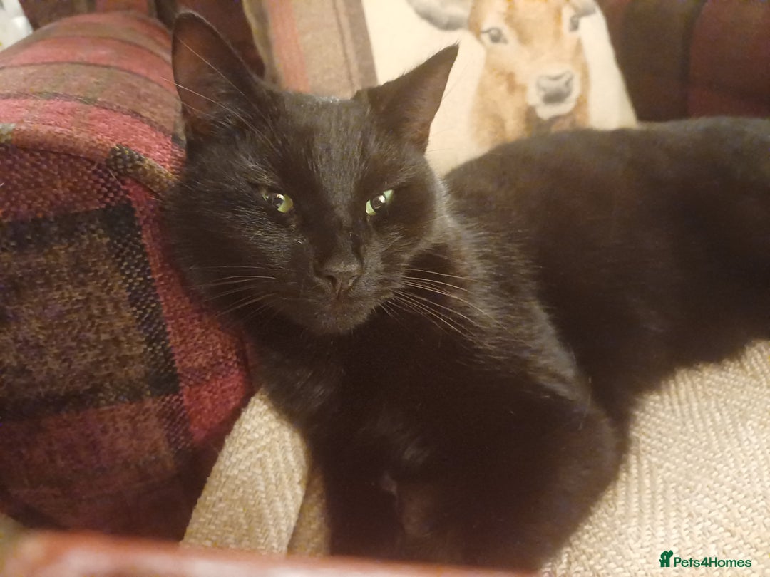 Mixed Breed cats for sale: 6 Lovely and Friendly Cats - Different colours - Advert 23