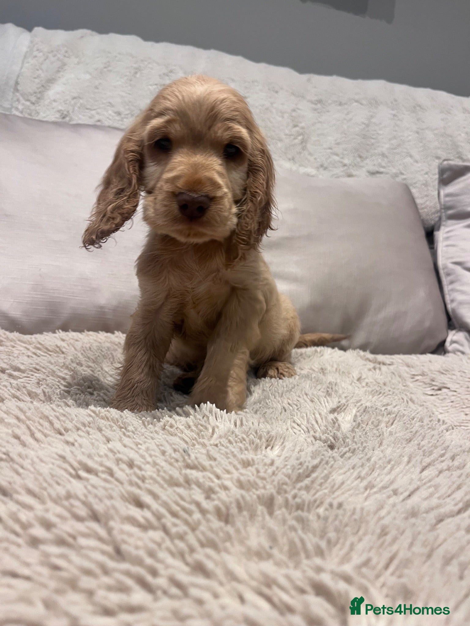 Cocker Spaniel dogs READY THIS WEEK TOP LINES 🐾 LAST GOLDEN BOY 🩵 - Advert 2