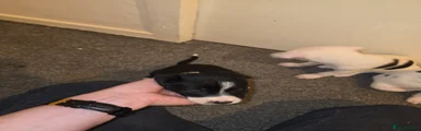 Border Collie 9