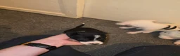 Border Collie dogs for sale: Border collie pups - Advert 4
