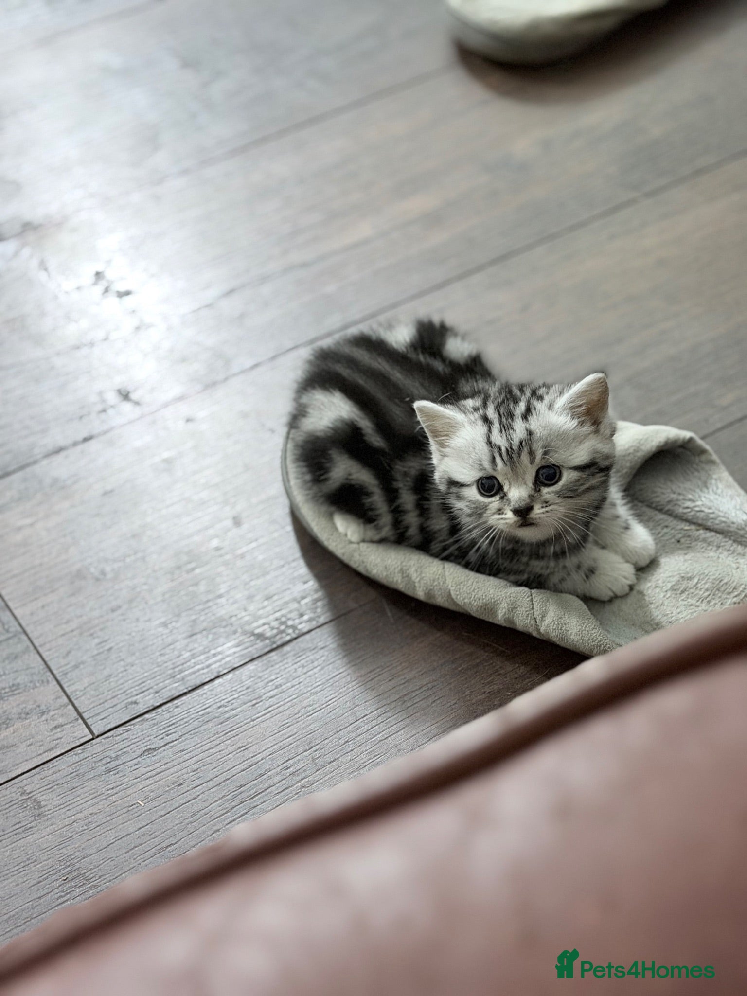 British Shorthair cats GCCF British shorthair silver tabby kittens  - Advert 1