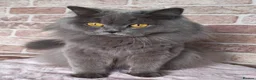 British Longhair cats for sale: British Shorthair & Longhair Kittens - Advert 7