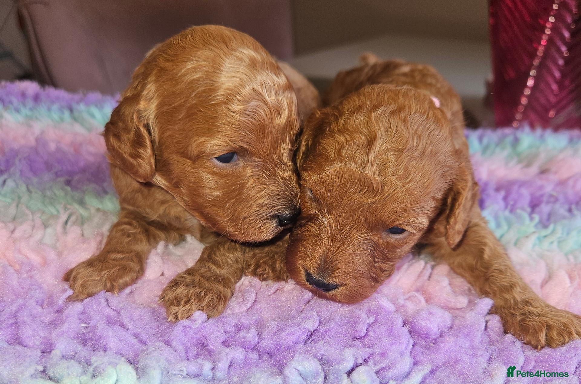 Cavapoo dogs Licensed breeder 2 girls, toy red cavapoo pups  - Advert 2