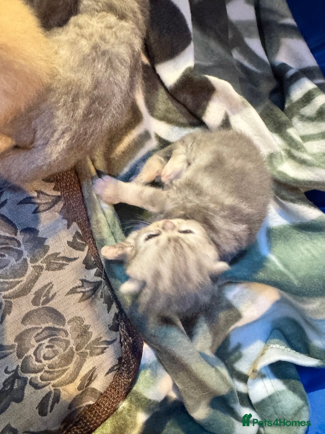 Maine Coon cats for sale: Main coon adorable kittens  - Advert 13