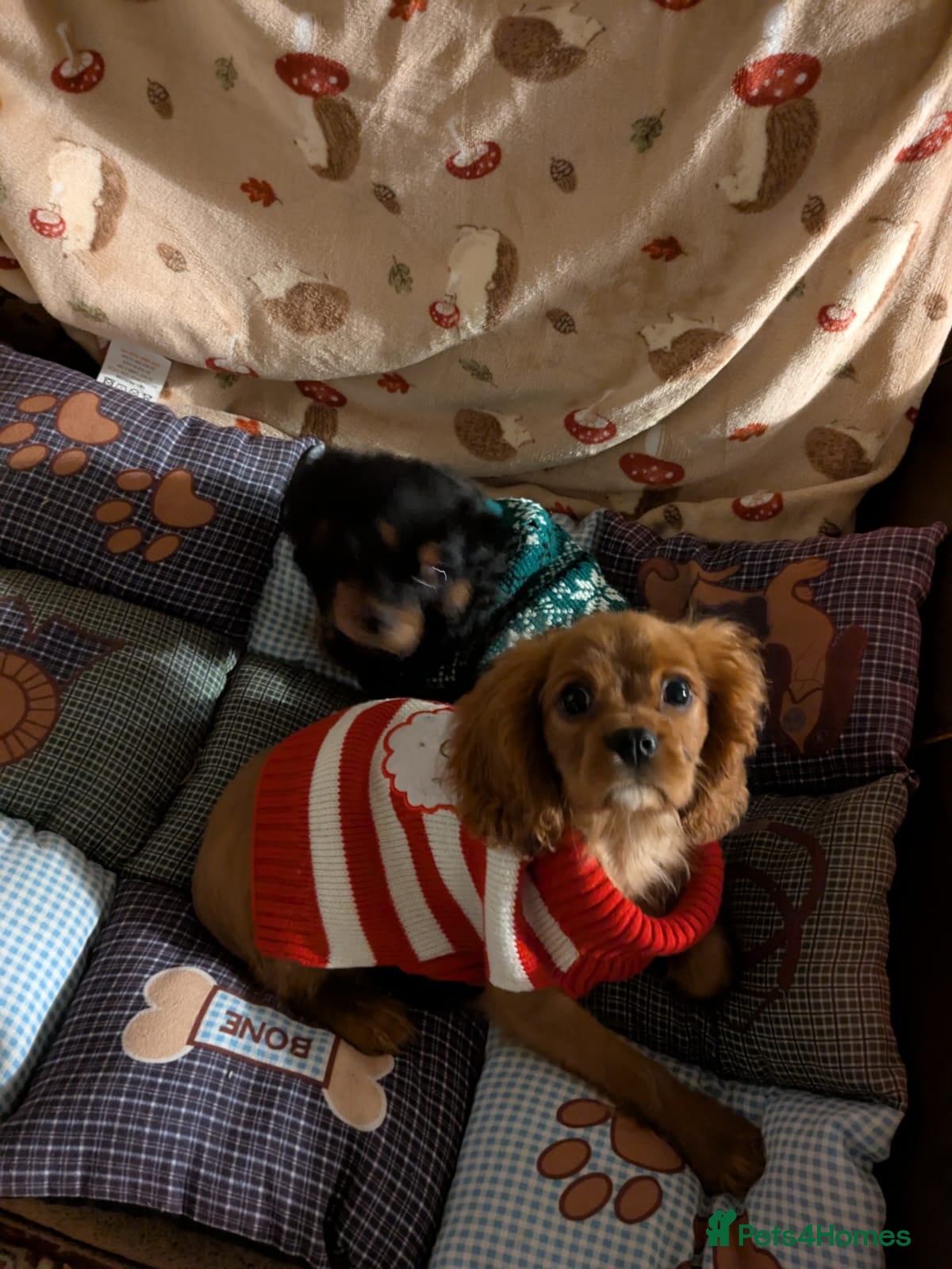 Cavalier King Charles Spaniel dogs Ruby boy available - fully vaccinated - Advert 1