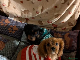 Cavalier King Charles Spaniel dogs Ruby boy available - fully vaccinated - Advert 15
