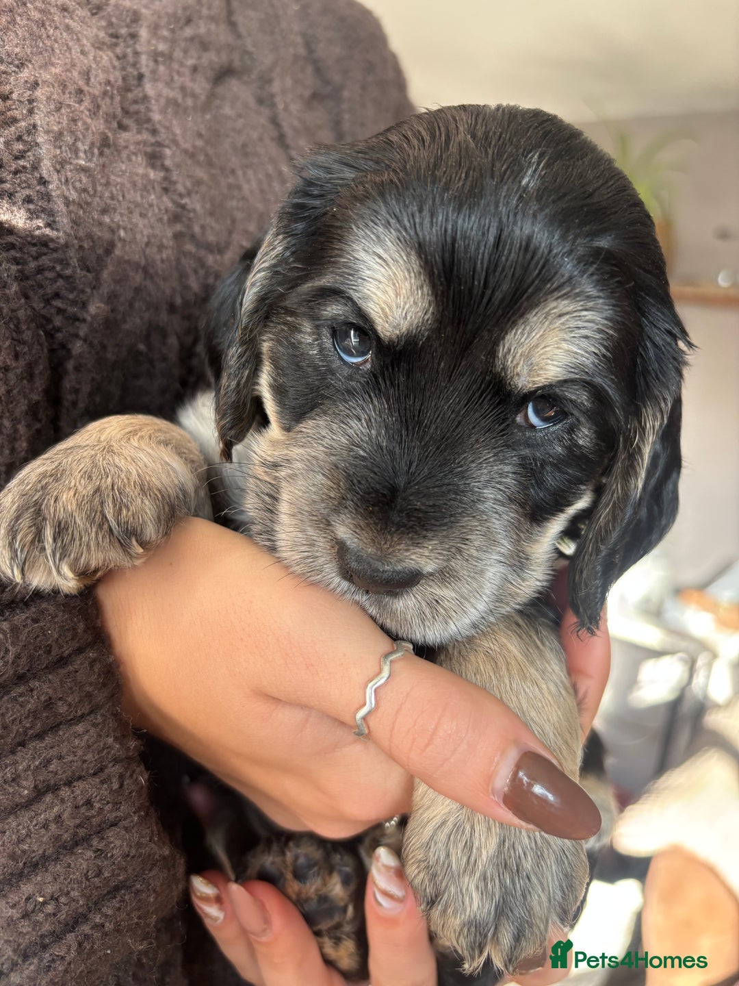 Cocker Spaniel dogs for sale: Cocker spaniels  - Image 7