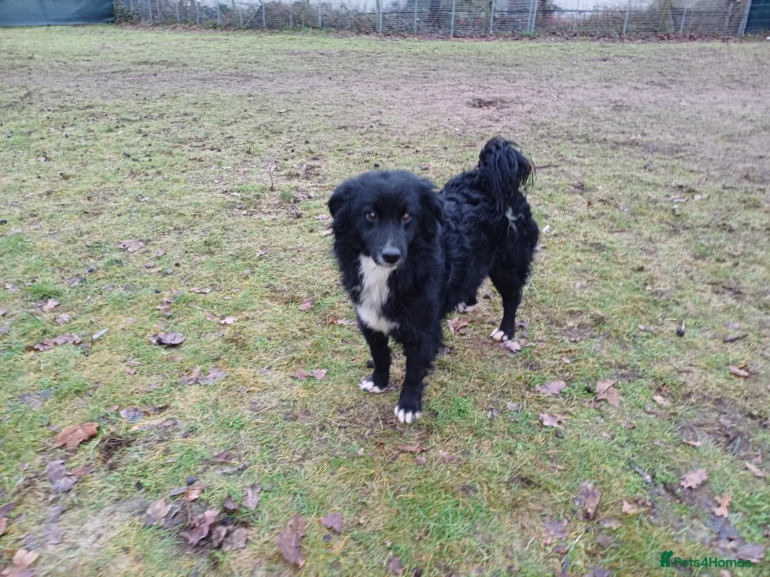 Mixed Breed dogs for adoption: Meet MARK - a very Sweet Boy for a Loving Home - Advert 2