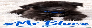 German Shepherd 5