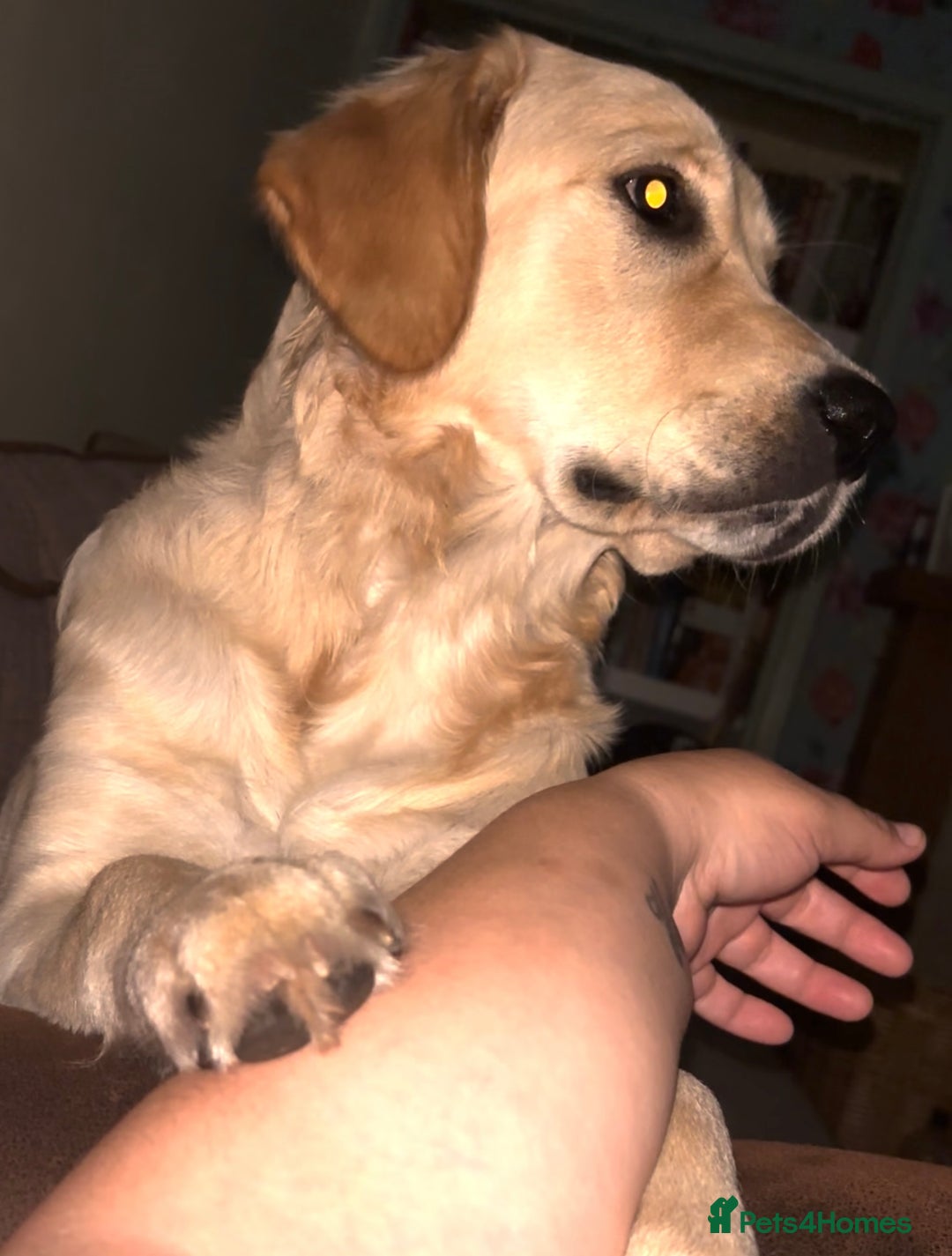 Golden Retriever dogs for sale: Gorgeous Goldie - Image 1