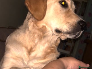 Golden Retriever dogs for sale - Advert 1