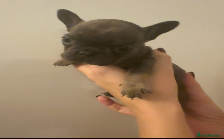 French Bulldog dogs - Advert 3