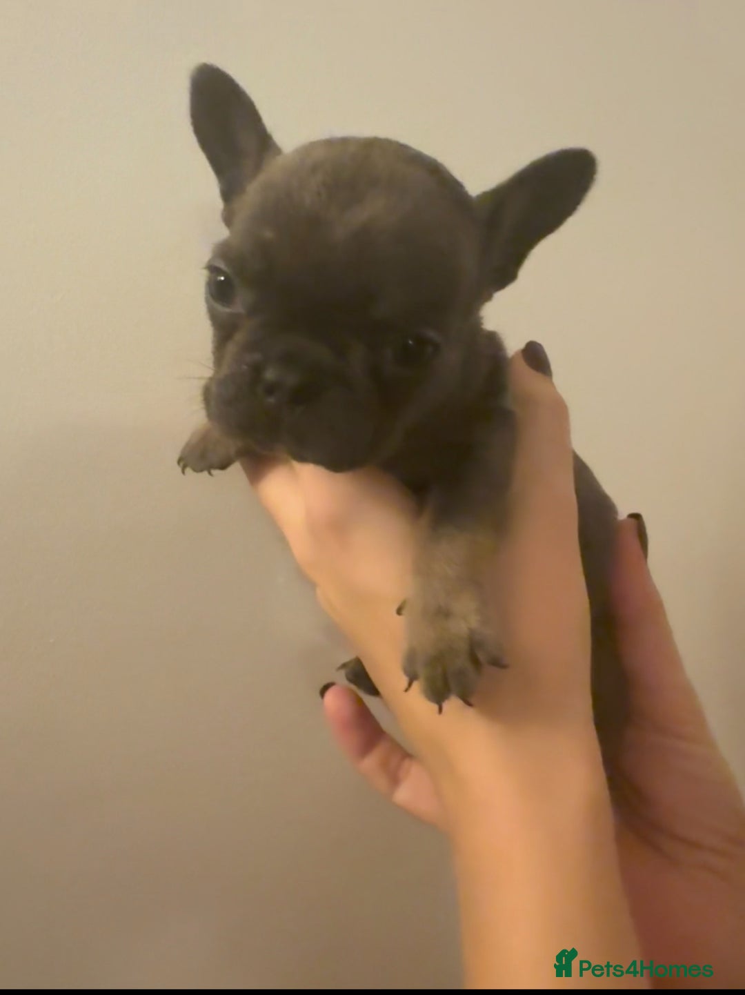 French Bulldog dogs for sale: French Bulldog puppies for sale - Image 1