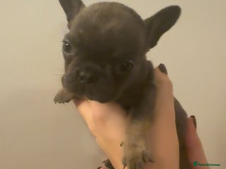 French Bulldog dogs - Advert 7