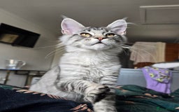 Maine Coon cats for sale: Large pedigree Tica Maine coon kittens READY  - Image 33