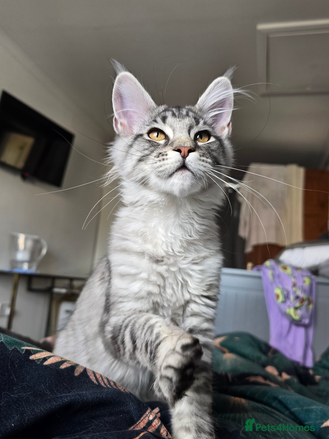 Maine Coon cats for sale: Large pedigree Tica Maine coon kittens READY  - Image 33