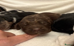 Cocker Spaniel dogs for sale: Cocker Spaniel Pups Seeking Forever Homes!💖 - Image 11