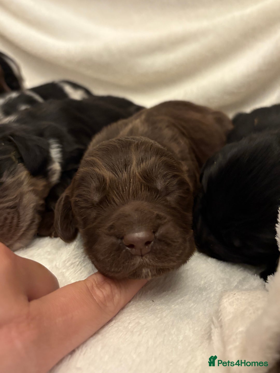 Cocker Spaniel dogs for sale: Cocker Spaniel Pups Seeking Forever Homes!💖 - Image 11