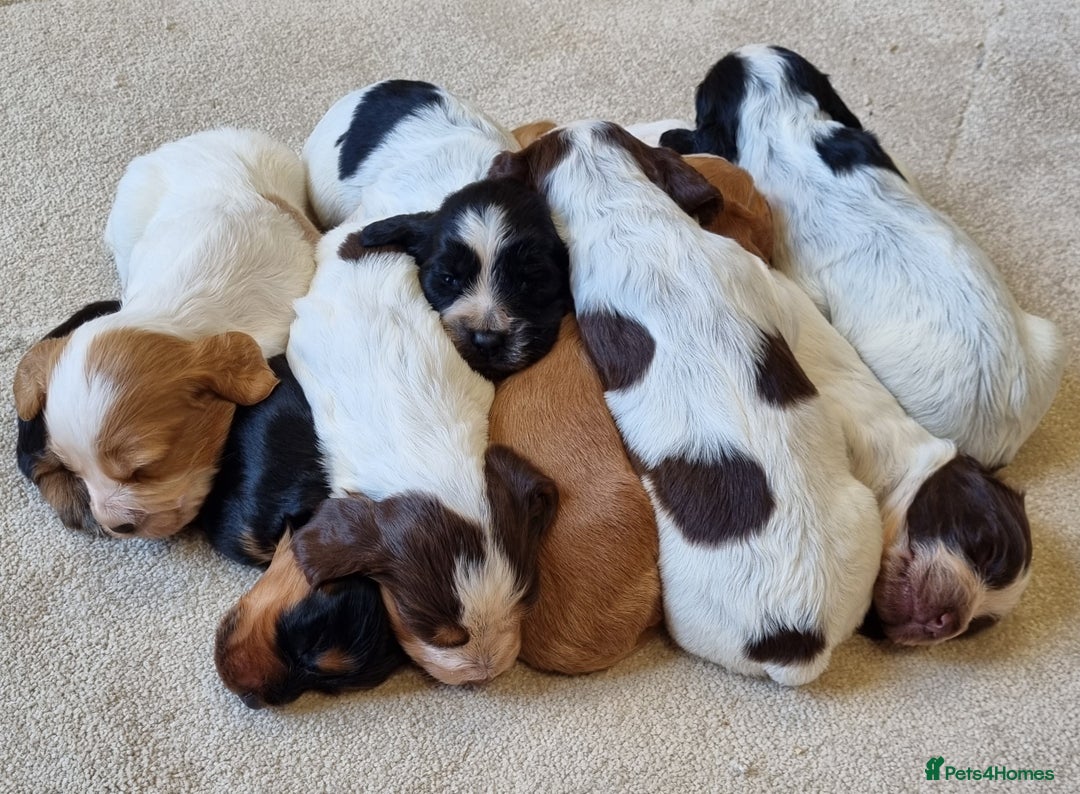 Cocker Spaniel dogs for stud: HEALTH TESTED KC Registered Cocker Spaniel in Billingshurst - Image 3