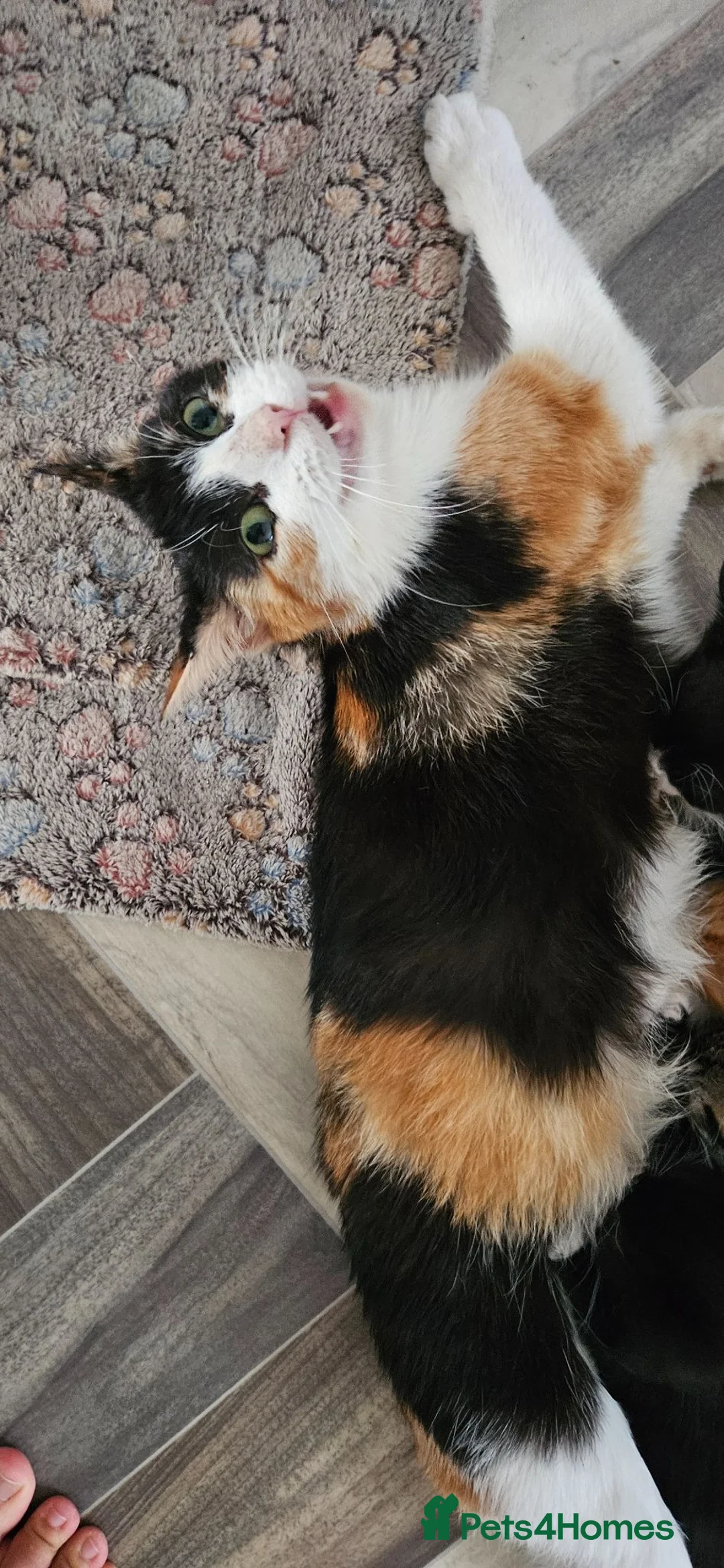 Mixed Breed cats for sale: Kitten ready for their forever homes  - Advert 2