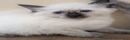 Ragdoll cats for sale: Kitty Ragdoll - Advert 10