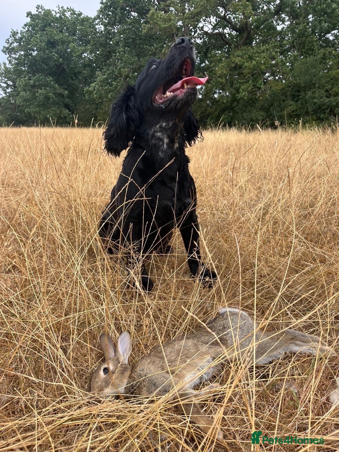 Cocker Spaniel dogs Stud Available (Working Cocker)  - Advert 1