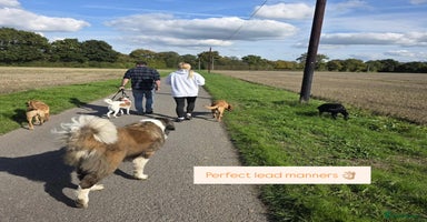 Mixed Breed dogs - Advert 6