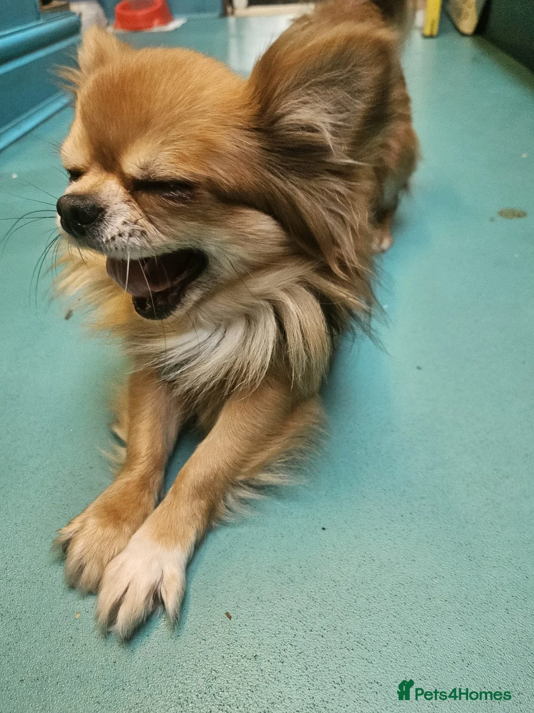 Chihuahua dogs for sale: Long haired chihuahuas - Advert 2