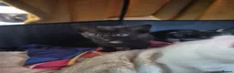 Mixed Breed cats for sale: Three lovely kittens needing forever homes. - Advert 3