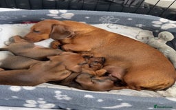 Miniature Dachshund dogs for sale: Miniature Dachshund puppies - Image 9