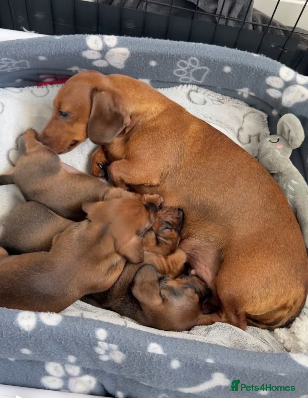 Miniature Dachshund dogs for sale: Miniature Dachshund puppies - Image 9