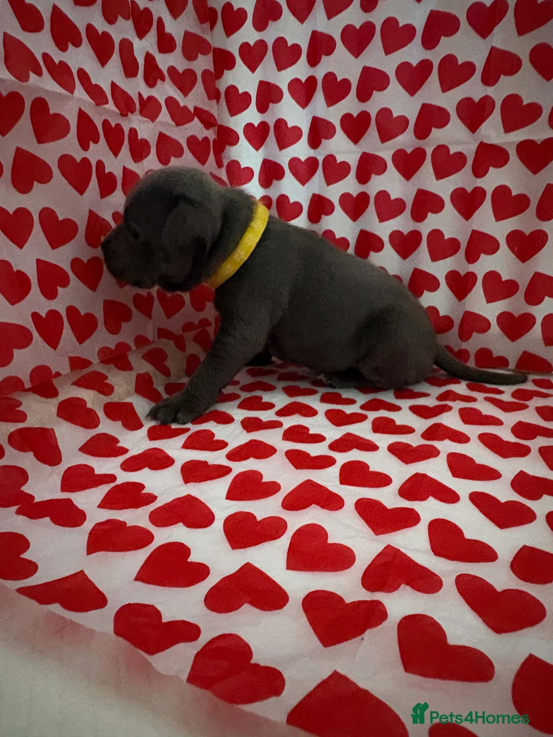 Staffordshire Bull Terrier dogs for sale: Blue staffy puppies, kent - Advert 7